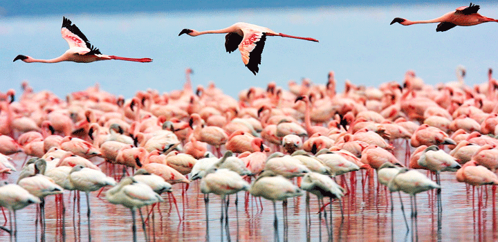 Flamingos in The Mayani Bird Sanctuary near Eastin Hotels