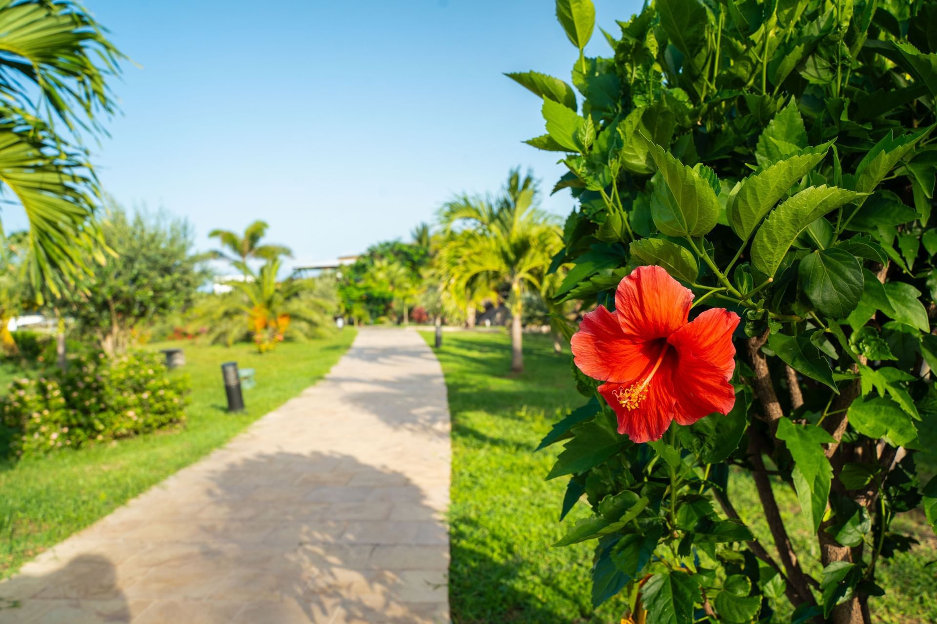 Vibrant red hibiscus flower in the foreground along a paved garden walkway under blue sky at Golden Rock Resort