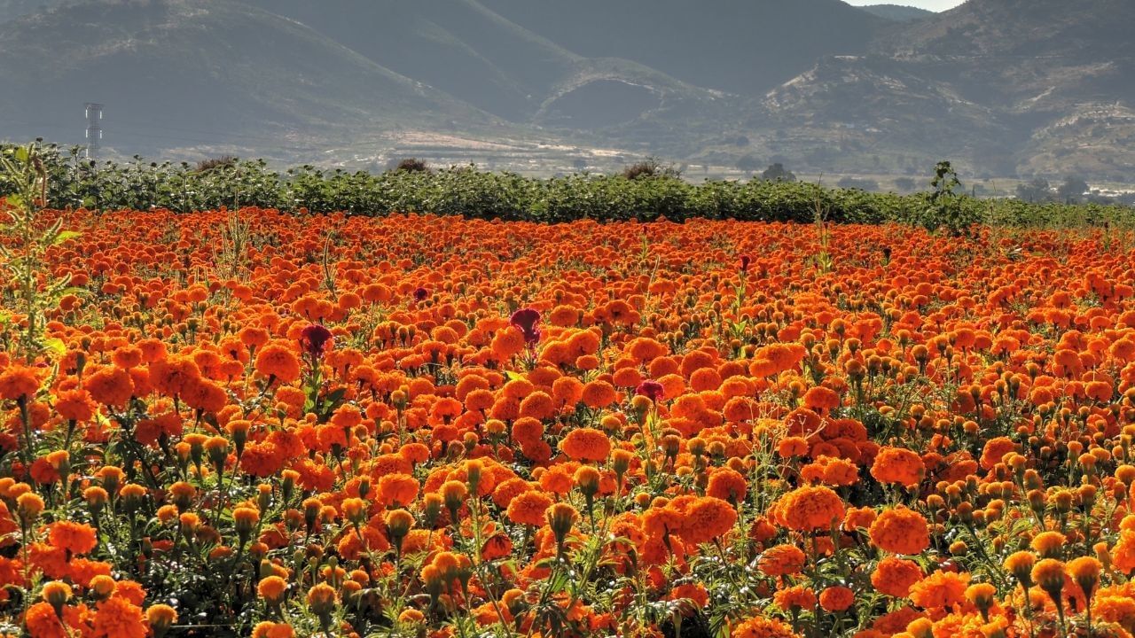 Campo floral de Cempasuchil 
