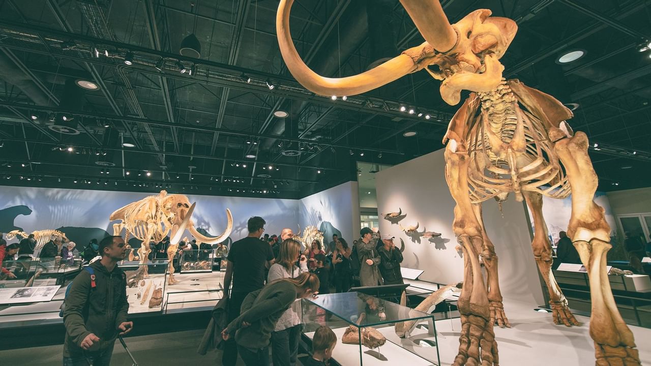 Dinosaur skeletons in a museum