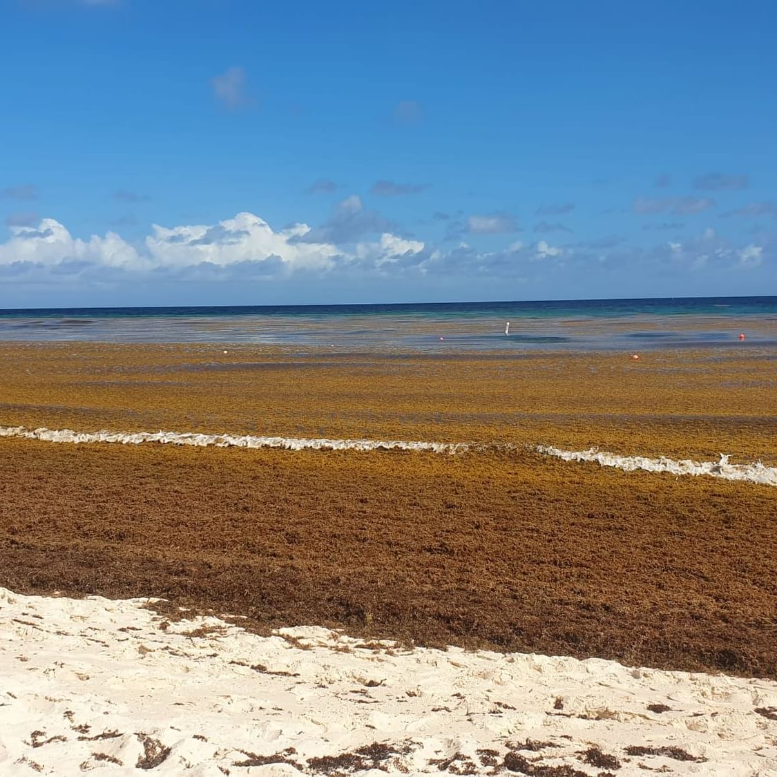 sargassum seaweed dover beach june 23, 2022