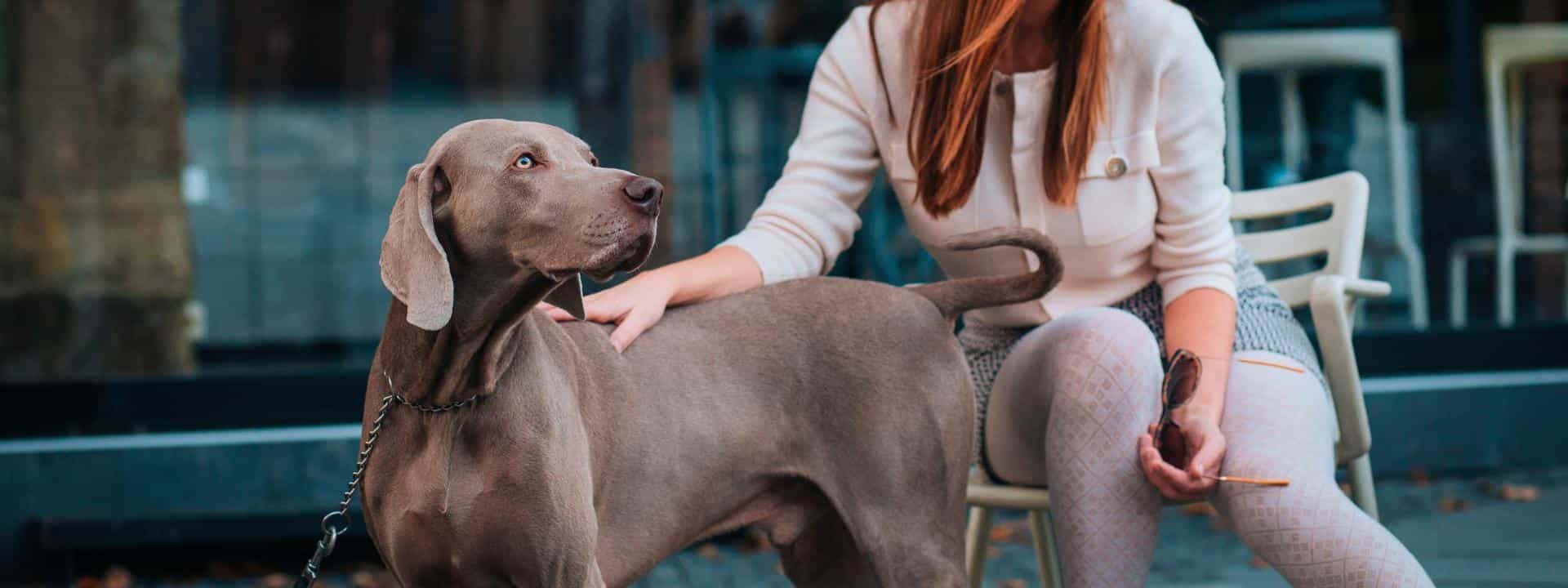 Pet-Friendly Hotels in New York City - The Moderne Hotel NYC