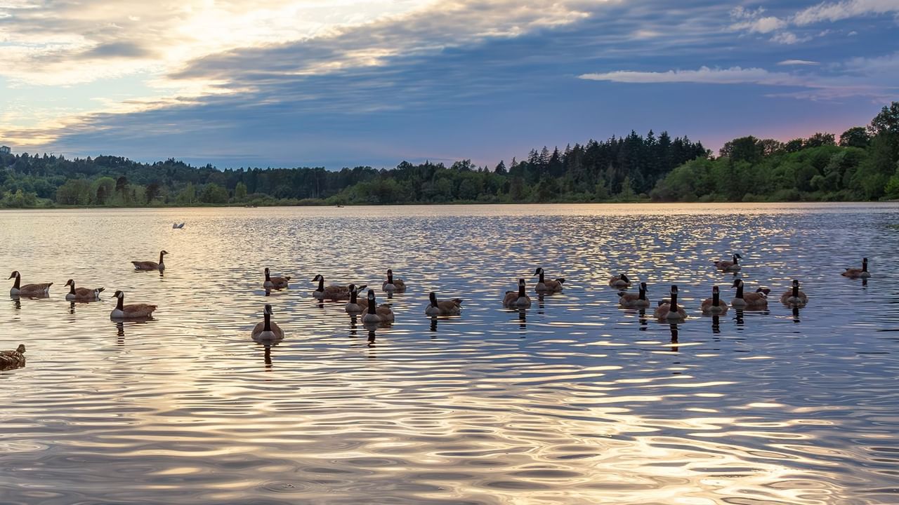 Canadian Goose swimming in a lake