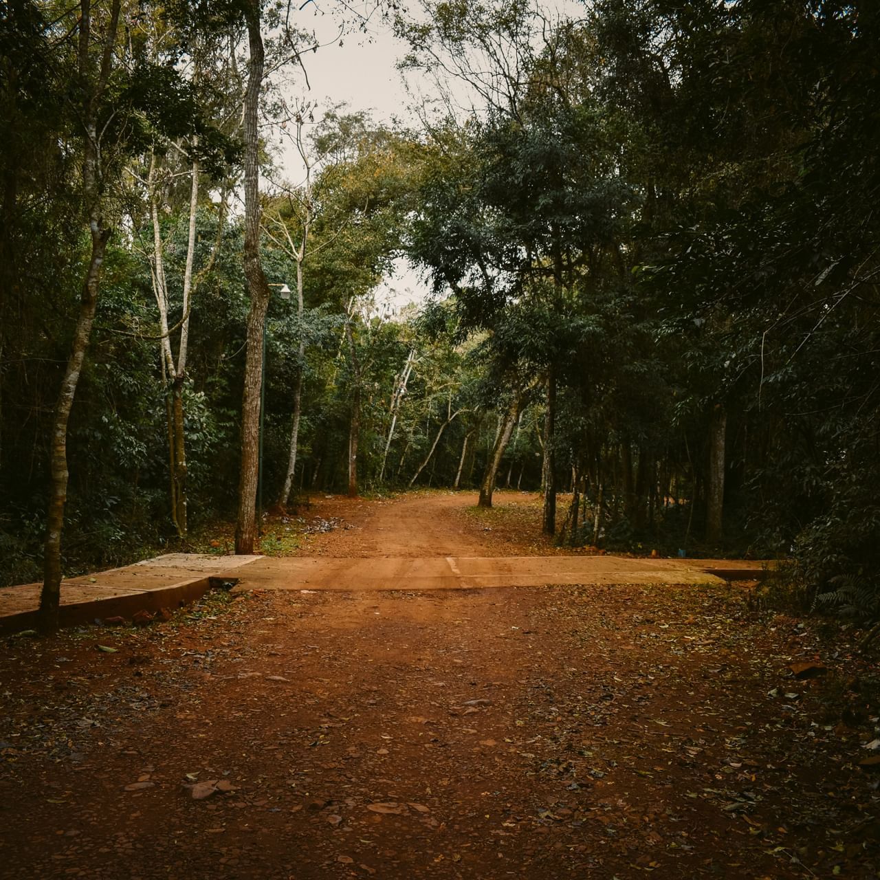 View of a forest pathway near La Cantera Lodge de Selva