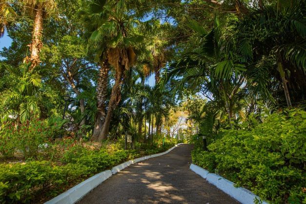 A jogging trail though trees at Jamaica Pegasus Hotel