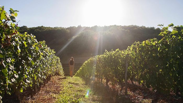 A women walking in the vineyard at The Originals Hotels