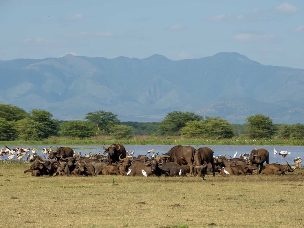 Herd of buffalos in a field near Lake Manyara Serena Lodge