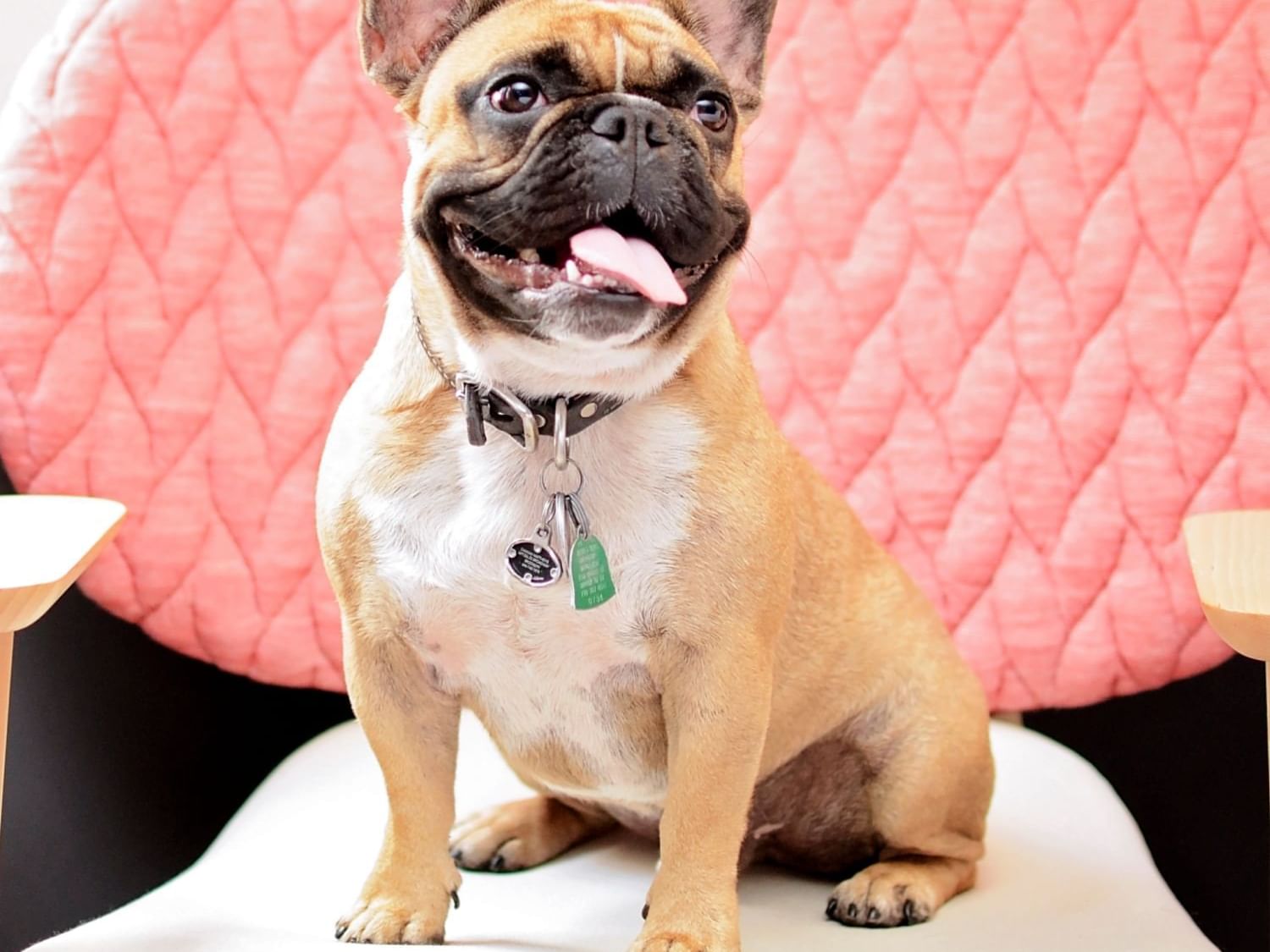 French bulldog sitting on a chair at Heritage House Resort