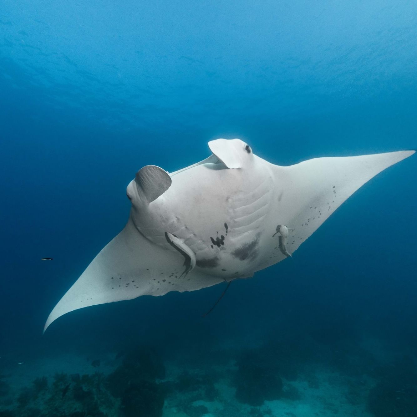 Manta Ray on Heron Island