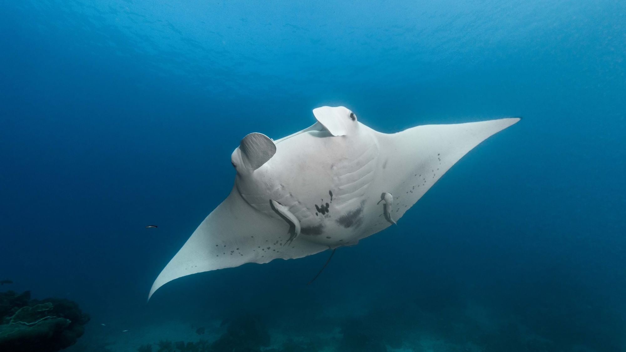 Manta Ray on Heron Island