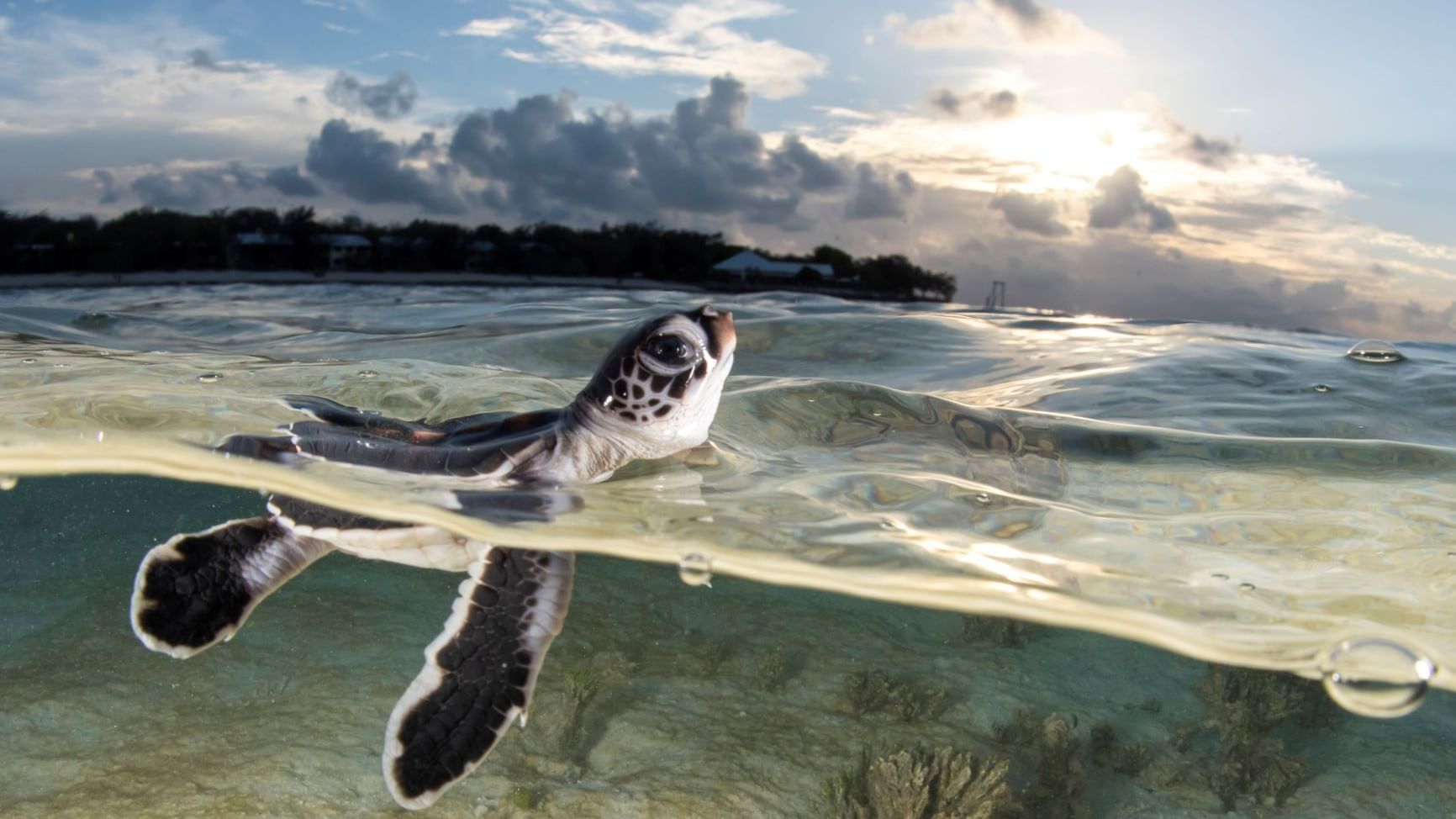 Baby turtle swimming on water near Heron Island Resort