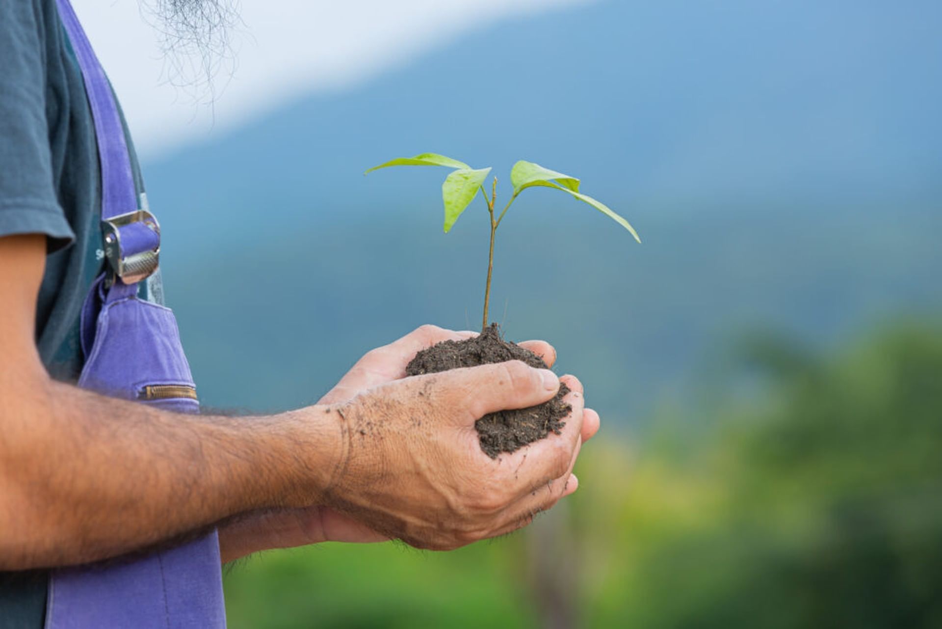 Close-up of person holding a small plant with soil at El Silencio Lodge & Spa