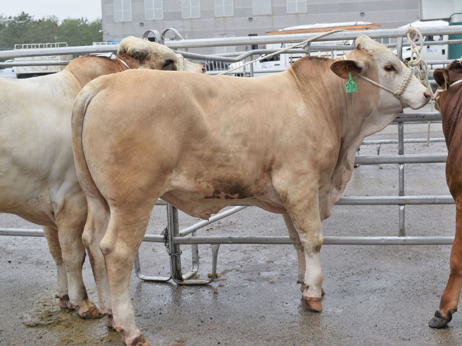 Cows stand side by side near a metal fence at Expo Ganadera Chihuahua near Grand Fiesta Americana