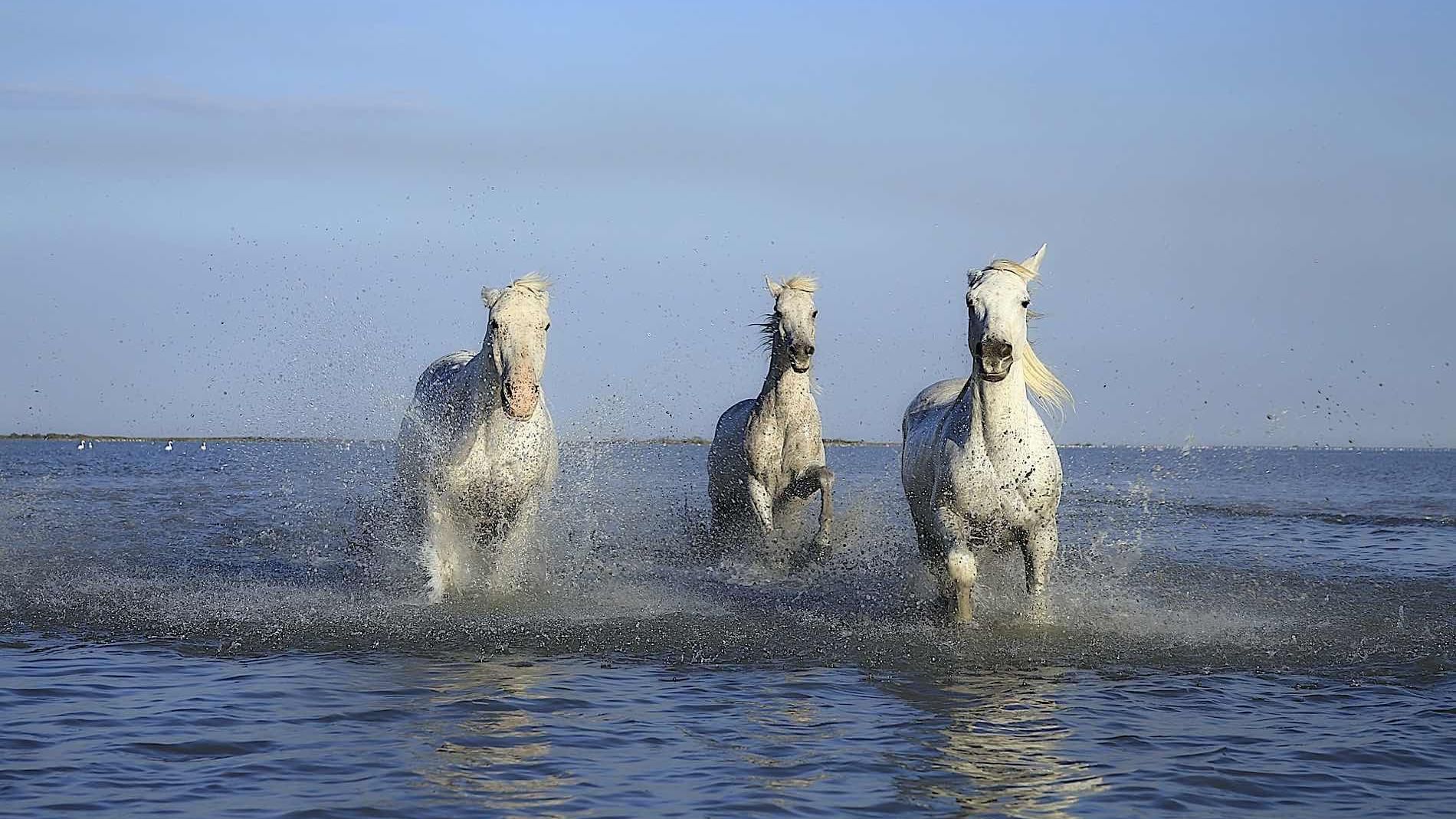 Three horses running through water at The Originals Hotels