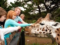 A family near the Giraf cage at Wellington Zoo near James Cook Hotel Grand Chancellor