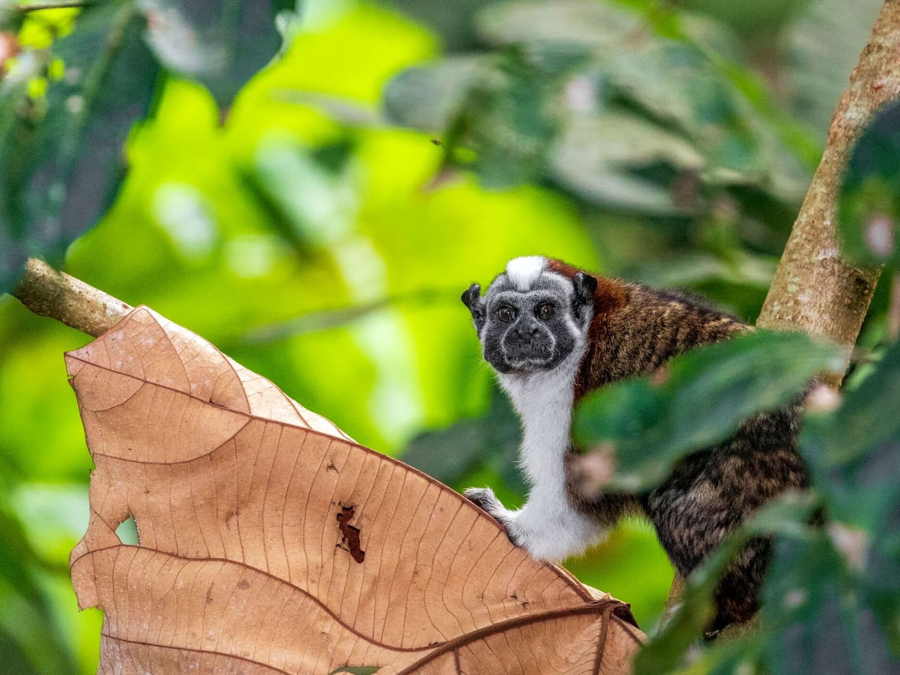 Mono pequeño con pelaje blanco y marrón en el Comedero de Monos y Aves del Hotel Summit Rainforest.