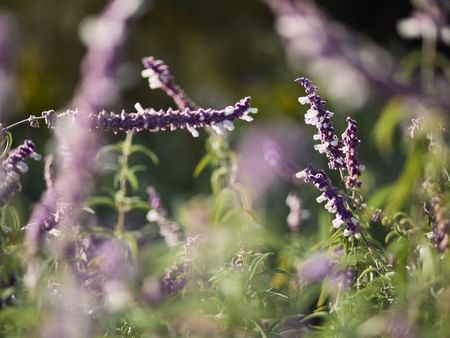 Flores púrpuras con hojas verdes en un campo, con enfoque suave y luz natural.