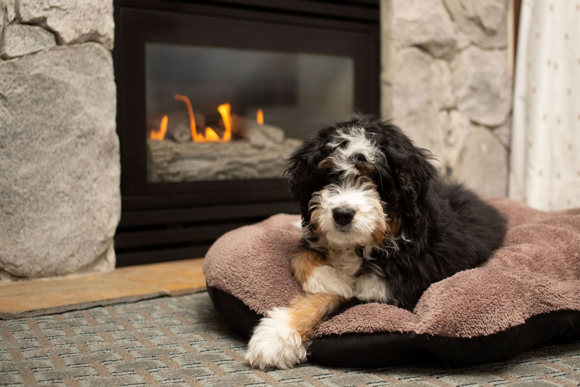 Pet Friendly Springs Suites