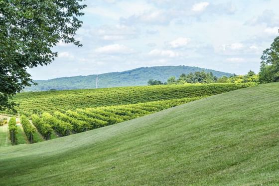 Day view of Winery farm with green lawn in Virginia near The Clifton