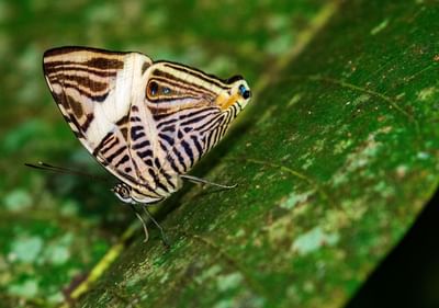 Mariposa en hoja