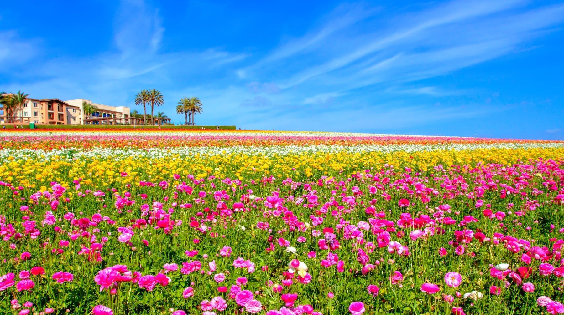 The Flower Fields | Things to Do In Carlsbad | Carlsbad by the Sea Hotel