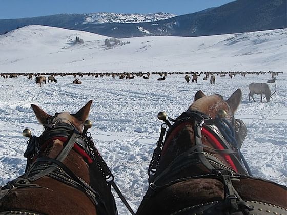 Horse sleighs by the hills covered in snow near Hotel Jackson