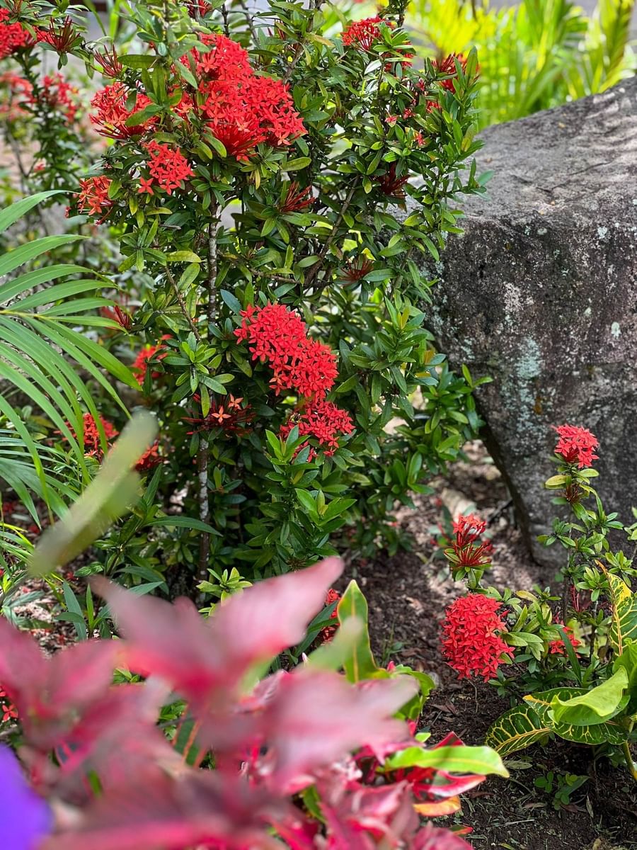 Bright red flowers on green leafy bushes and a large rock at The Naviti Resort.