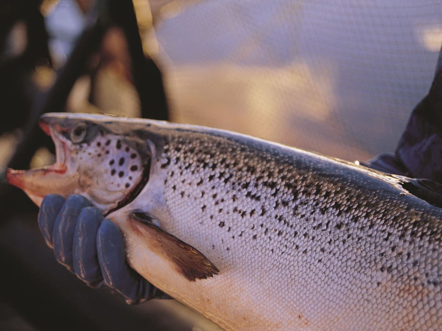 A Fish from salmon aquaculture near Gordon River Cruise
