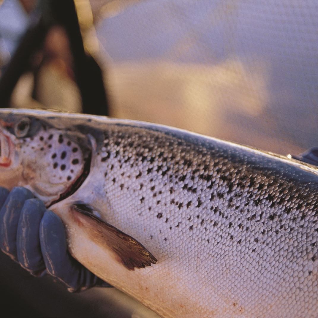 A Fish from salmon aquaculture near Gordon River Cruise