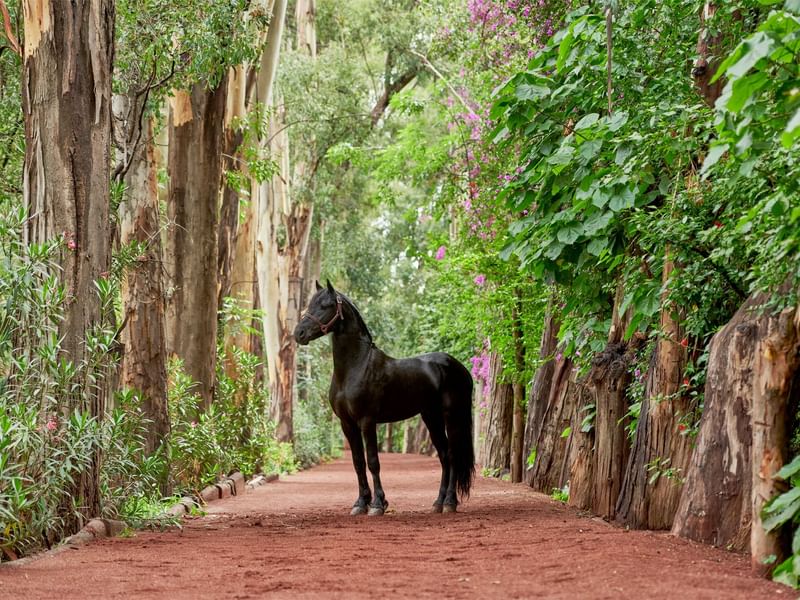 Friesian horse on a track along trees at La Colección Resorts