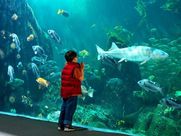 The Ultimate Guide to Explore the Vancouver Aquarium