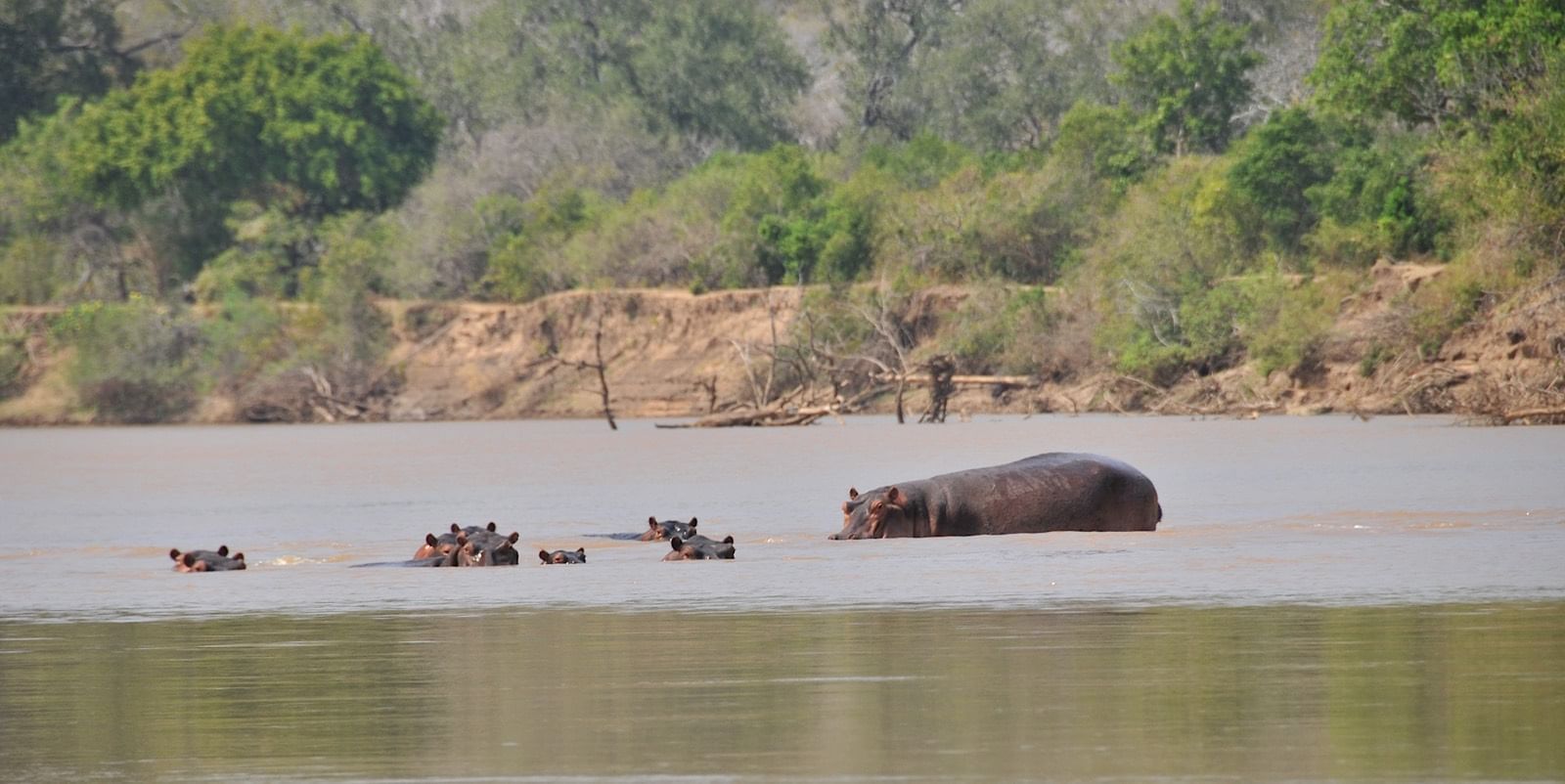 Hippos captured in the water near Serena Mivumo River Lodge