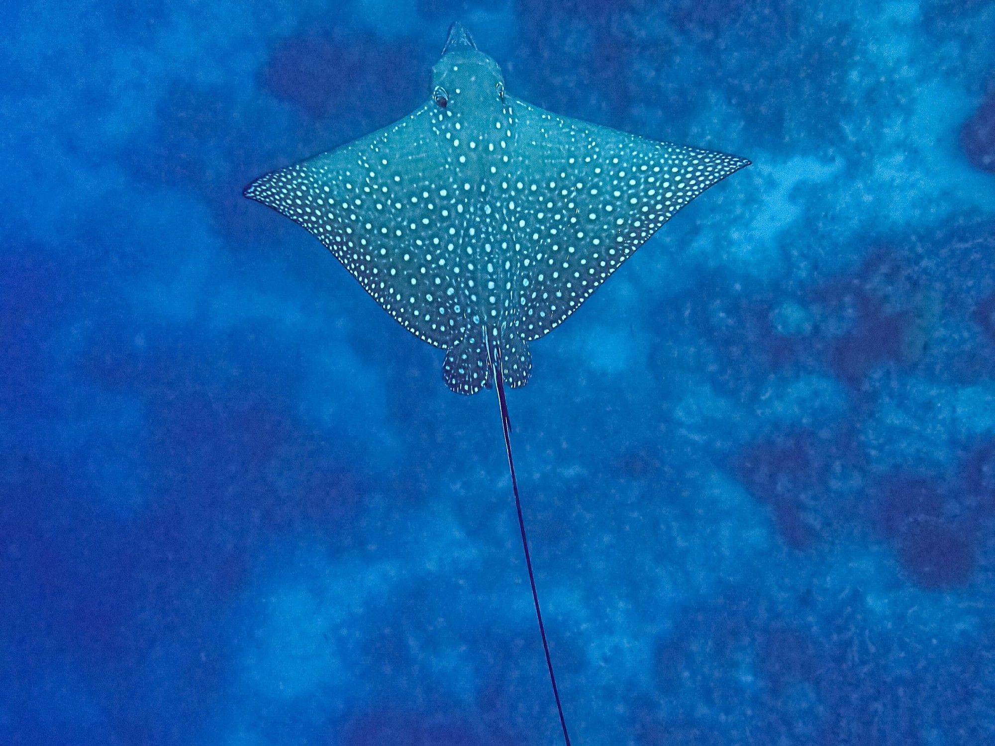 Marine Life | Maldives Travel | Grand Park Kodhipparu, Maldives 