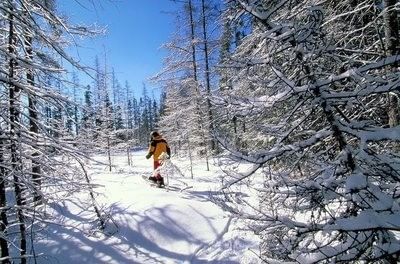 A person snowshoes through a winter forest with pine trees heavily coated in fresh, white snow near Americana Village Suites