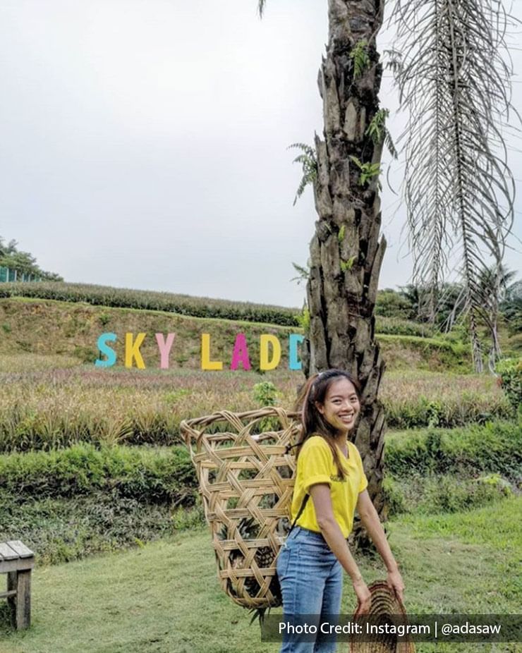 woman with yellow shirt sky ladder pineapple farm port dickson