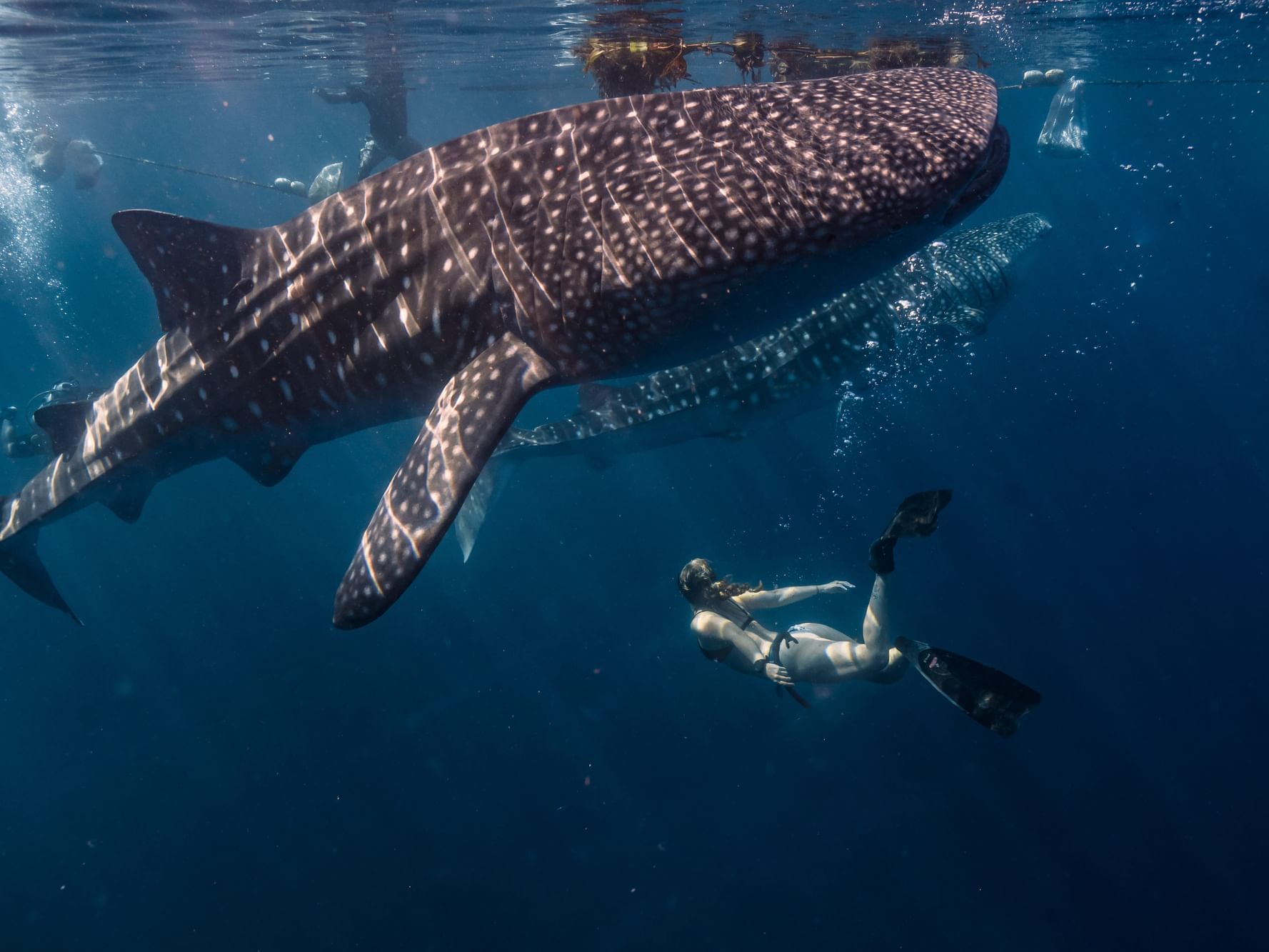 Whale Shark Diving Tour Marquis Los Cabos Whale Shark Diving Tour Marquis Los Cabos