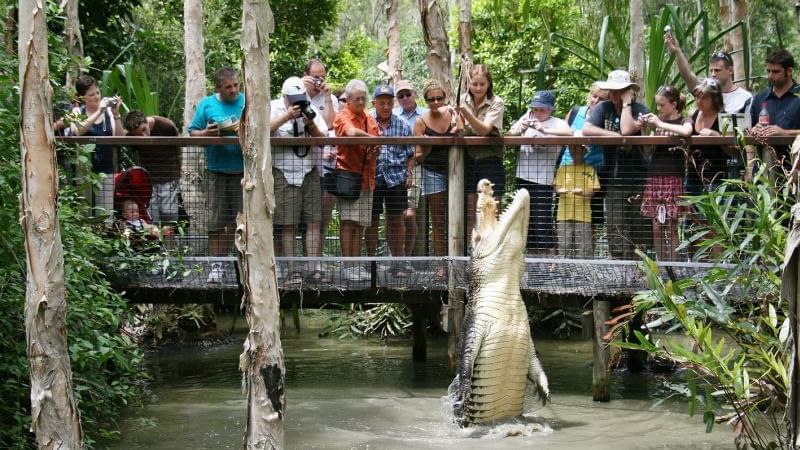Crocodile show at Novotel Cairns Oasis