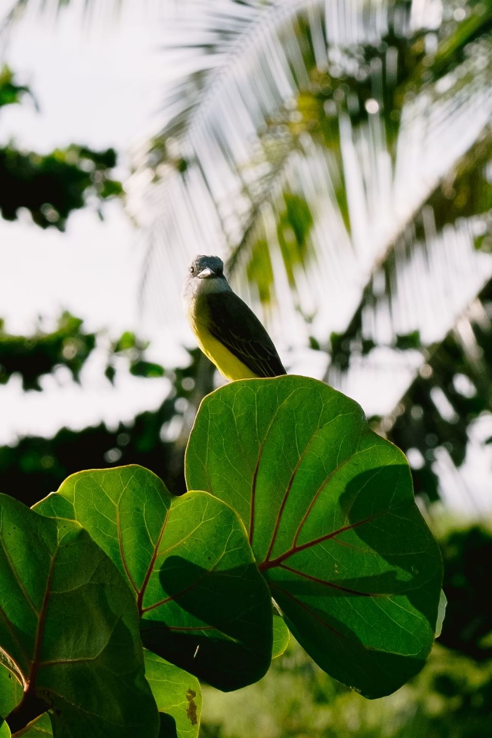 A bird perched behind large green leaves with palm fronds in the background near Las Olas Beach Resort