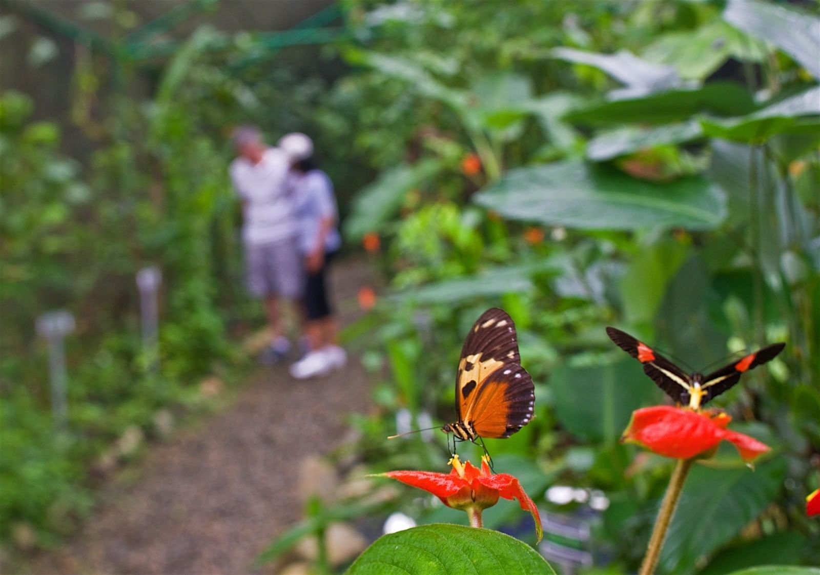 gamboa rainforest reserve tours