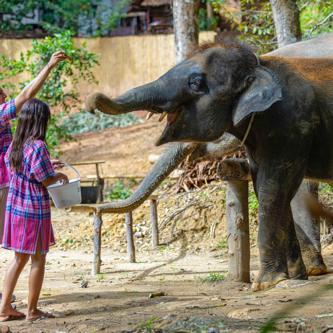 A couple is feeding the banana to the elephant at Patong Elephant Hug Sanctuary