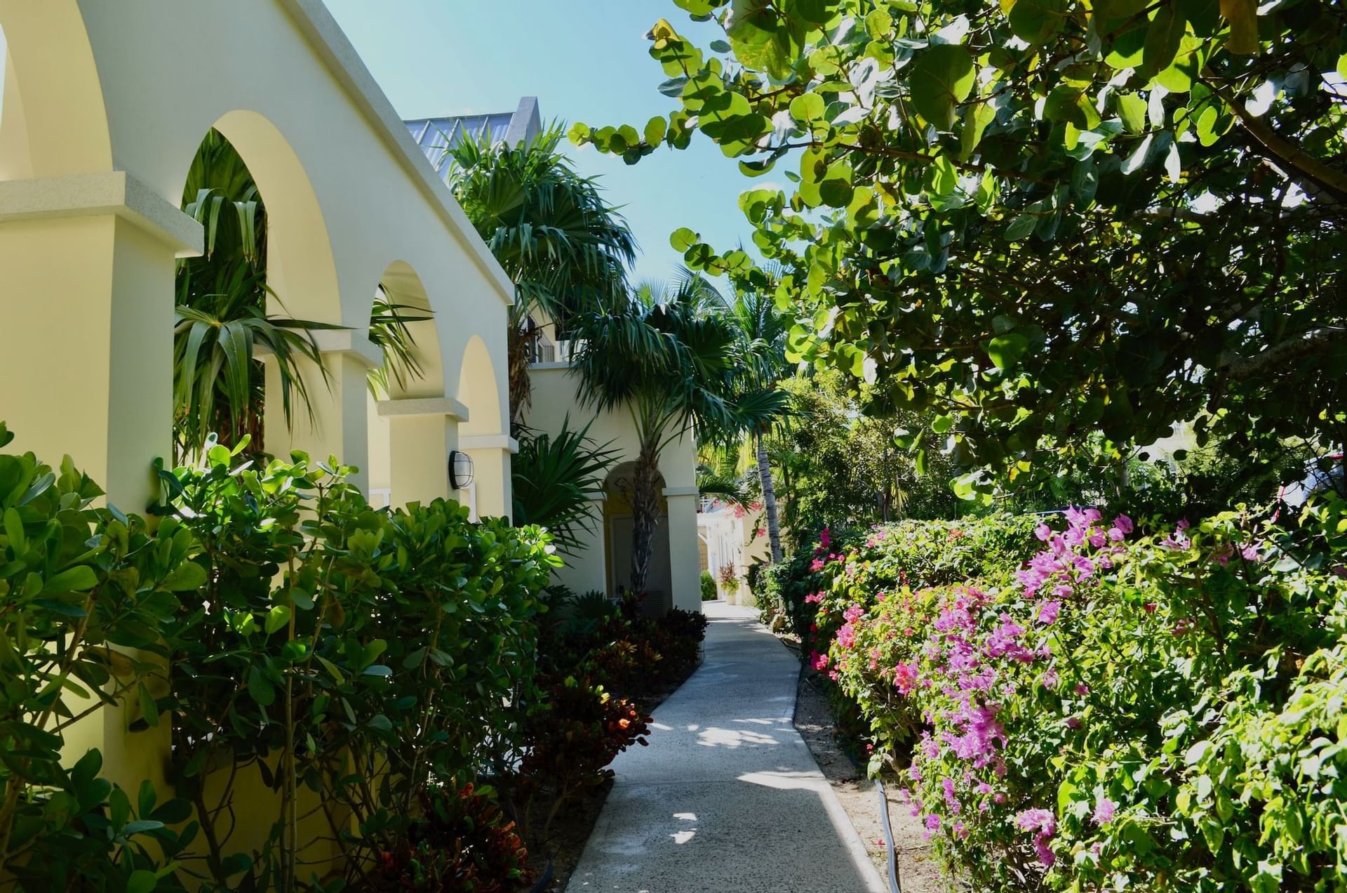 Sunlit pathway lined with lush greenery and vibrant pink flowers at Windsong Resort On The Reef
