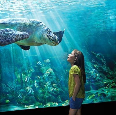 A young girl stands in front of an aquarium looking into the eyes of a sea turtle. SeaWorld has many special needs accommodations throughout the park. 