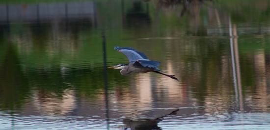 Blue Heron flying over lake