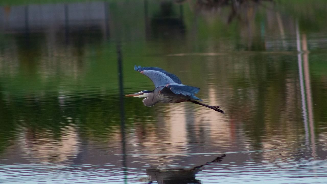 Blue heron flying over lake
