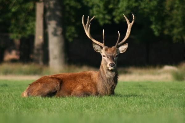 Deer found at Virginia Water Lake, one of the best free places to visit in Surrey
