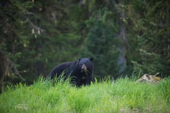Louisiana black bear strolling through the grassy terrain near Blackcomb Springs Suites