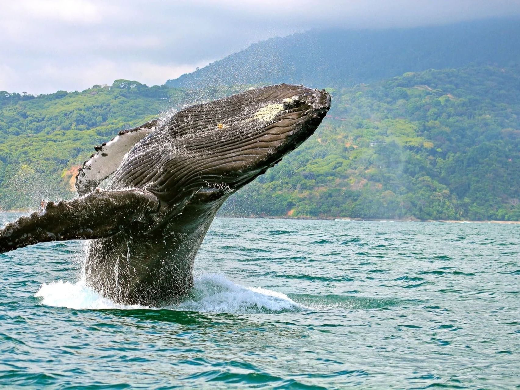 Close-up of Humpback Whale in Golfo Dulce, Playa Cativo Lodge