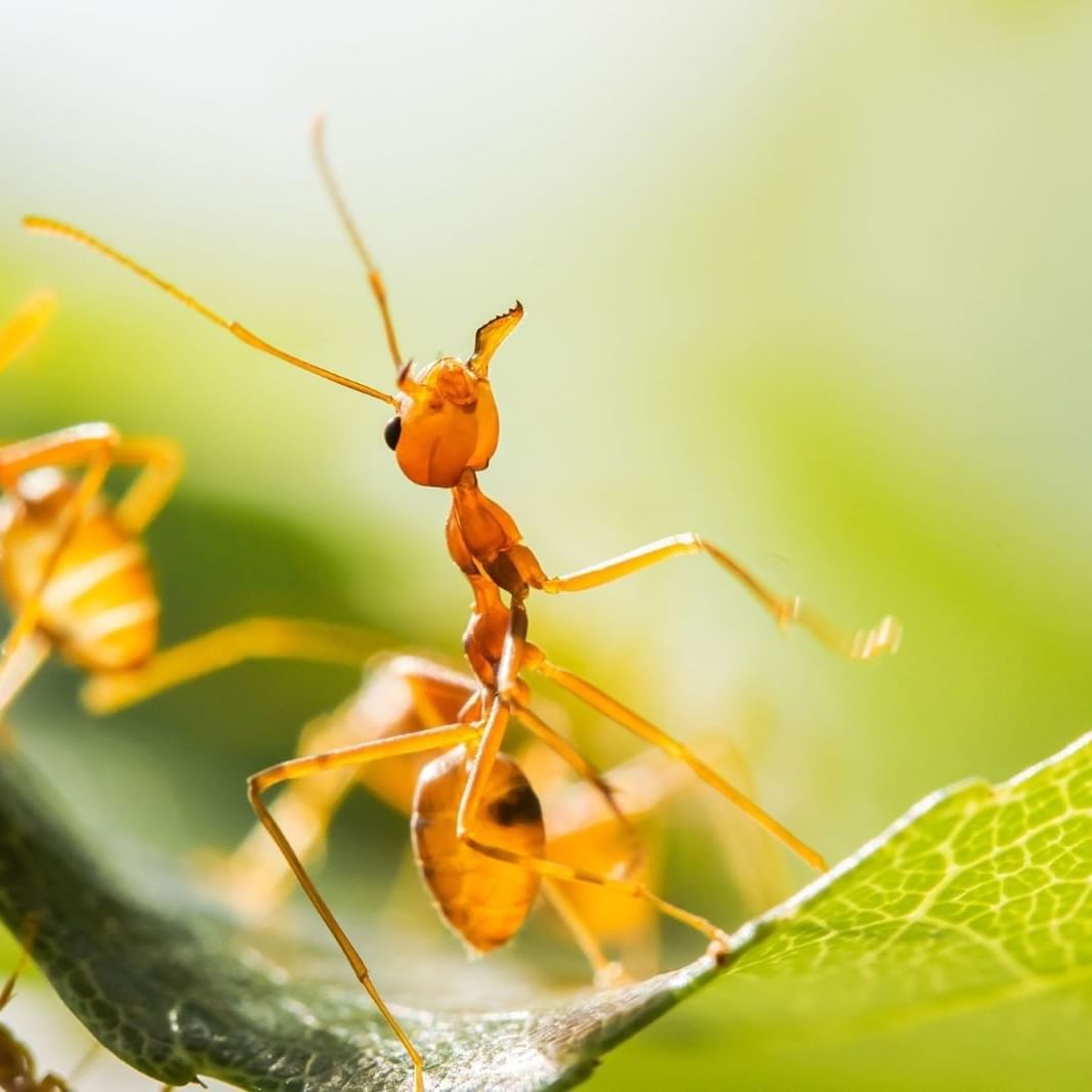 Close-up of Weaver Ant in the rainforest at Playa Cativo Lodge