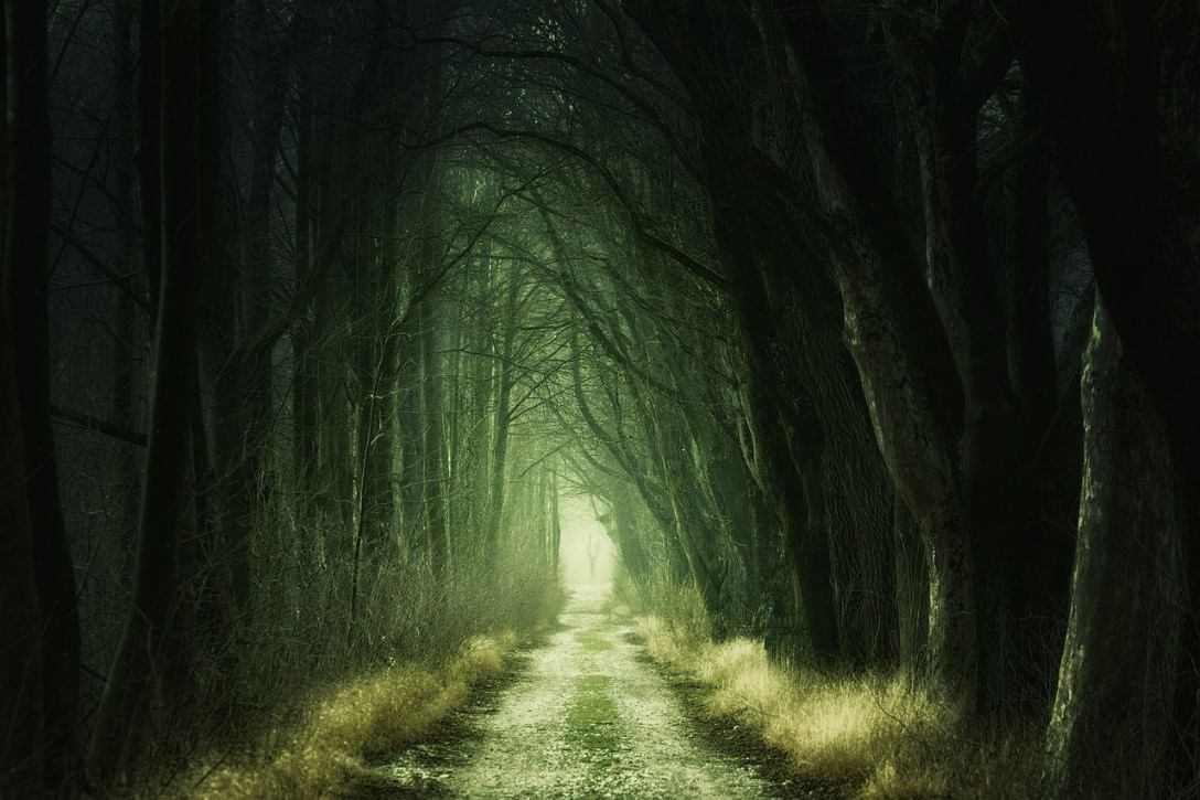 Ominous forest trail