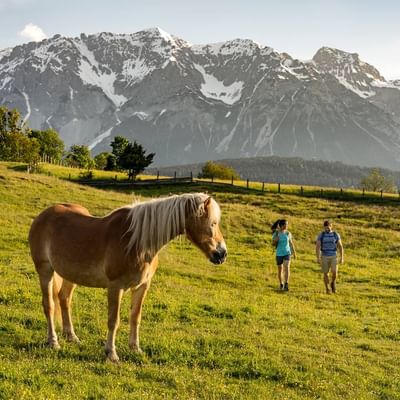 Pferd steht auf Wiese, während Paar Richtung Berge wandert, umgeben von Bäumen und Zaun.